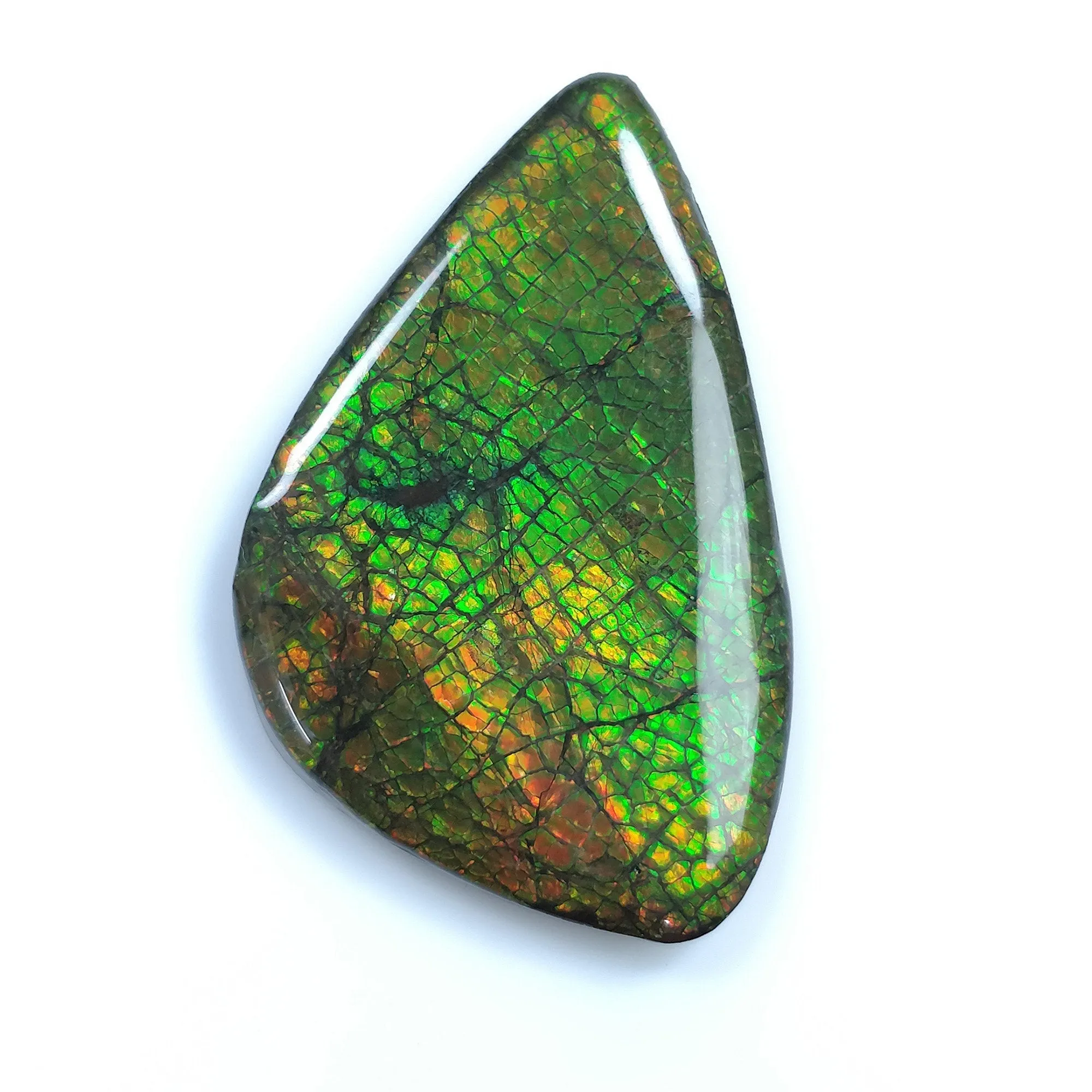 AMMOLITE Gemstone Cabochon : 106.75cts Natural Fossilized Shell Bi-Color Ammolite Uneven Shape Cabochon 56*35mm (With Video)